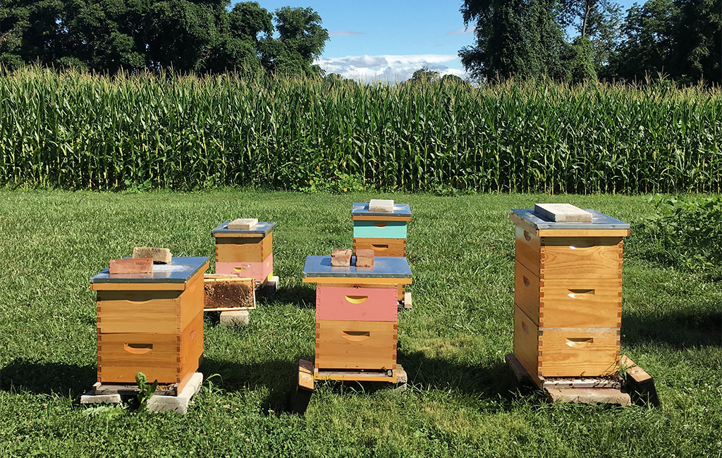How to Create a Backyard Beehive for Honey and Pollivation